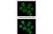 Prostaglandin F2 receptor negative regulator antibody, MBS835456, MyBioSource, Immunofluorescence image 