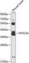 5'-Nucleotidase, Cytosolic IIIA antibody, 15-386, ProSci, Western Blot image 