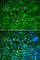 Cyclin-H antibody, A0995, ABclonal Technology, Immunofluorescence image 