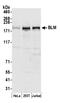 BLM RecQ Like Helicase antibody, A300-120A, Bethyl Labs, Western Blot image 
