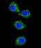 MAGUK p55 subfamily member 3 antibody, LS-C164611, Lifespan Biosciences, Immunofluorescence image 