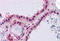 Hepcidin Antimicrobial Peptide antibody, MBS246270, MyBioSource, Immunohistochemistry frozen image 