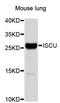 Iron-sulfur cluster assembly enzyme ISCU, mitochondrial antibody, STJ24236, St John