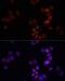 Lysine Demethylase 7A antibody, LS-C749676, Lifespan Biosciences, Immunofluorescence image 
