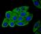 HPX antibody, A02237-1, Boster Biological Technology, Immunocytochemistry image 