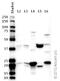 Ribosomal Protein L11 antibody, ab79352, Abcam, Western Blot image 