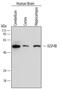 Cell Adhesion Molecule 3 antibody, MAB3678, R&D Systems, Western Blot image 