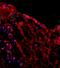 Mucin 1, Cell Surface Associated antibody, orb11089, Biorbyt, Immunofluorescence image 