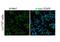 Hes Family BHLH Transcription Factor 1 antibody, ARP32372_T100, Aviva Systems Biology, Immunofluorescence image 