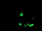 Hes-1 antibody, LS-C173543, Lifespan Biosciences, Immunofluorescence image 