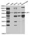 Lymphocyte Specific Protein 1 antibody, LS-C334170, Lifespan Biosciences, Western Blot image 