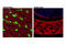 Myoglobin antibody, 25919S, Cell Signaling Technology, Immunofluorescence image 