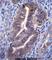 KIAA1324 antibody, abx026881, Abbexa, Western Blot image 