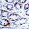 Gastrin antibody, PA5-16409, Invitrogen Antibodies, Immunohistochemistry frozen image 