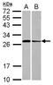Syntaxin 3 antibody, LS-C155548, Lifespan Biosciences, Western Blot image 