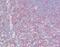 Neuronal protein 3.1 antibody, orb96595, Biorbyt, Immunohistochemistry paraffin image 