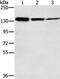 hCAP-E antibody, PA5-50767, Invitrogen Antibodies, Western Blot image 