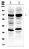 SRY-Box 9 antibody, A00177-2, Boster Biological Technology, Western Blot image 