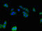 Connector enhancer of kinase suppressor of ras 3 antibody, orb51734, Biorbyt, Immunofluorescence image 