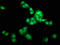 Leucine Zipper Tumor Suppressor 1 antibody, LS-C674051, Lifespan Biosciences, Immunofluorescence image 