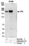 Carboxypeptidase D antibody, A305-514A, Bethyl Labs, Immunoprecipitation image 