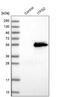 Integrin Alpha FG-GAP Repeat Containing 2 antibody, PA5-58484, Invitrogen Antibodies, Western Blot image 
