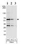 Myc-associated zinc finger protein antibody, ab85725, Abcam, Western Blot image 