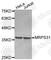 Mitochondrial Ribosomal Protein S31 antibody, A4390, ABclonal Technology, Western Blot image 