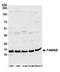 Cytosolic Iron-Sulfur Assembly Component 2B antibody, A305-836A-M, Bethyl Labs, Western Blot image 