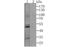 Calcium Voltage-Gated Channel Auxiliary Subunit Gamma 3 antibody, NBP2-76918, Novus Biologicals, Western Blot image 