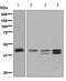 NK2 Homeobox 1 antibody, ab133737, Abcam, Western Blot image 