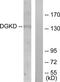 Diacylglycerol Kinase Delta antibody, TA314762, Origene, Western Blot image 
