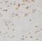 Metabotropic glutamate receptor 2 antibody, FNab10138, FineTest, Immunohistochemistry frozen image 