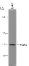 Folate Receptor Gamma antibody, PA5-47718, Invitrogen Antibodies, Western Blot image 