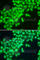 Methyltransferase Like 2A antibody, A7290, ABclonal Technology, Immunofluorescence image 