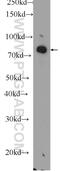 Diacylglycerol Kinase Alpha antibody, 11547-1-AP, Proteintech Group, Western Blot image 