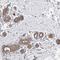 Mitochondrial Fission Regulator 1 Like antibody, HPA027124, Atlas Antibodies, Immunohistochemistry paraffin image 