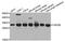 F-actin-capping protein subunit beta antibody, orb373955, Biorbyt, Western Blot image 