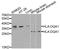 HLA class II histocompatibility antigen, DQ alpha 1 chain antibody, orb135655, Biorbyt, Western Blot image 