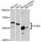 Alpha-1-B Glycoprotein antibody, A11583, ABclonal Technology, Western Blot image 
