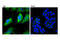 Fascin Actin-Bundling Protein 1 antibody, 54545S, Cell Signaling Technology, Immunocytochemistry image 