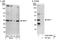 Serine/threonine-protein kinase Nek7 antibody, A302-684A, Bethyl Labs, Immunoprecipitation image 