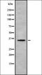 Taste receptor type 2 member 60 antibody, orb336455, Biorbyt, Western Blot image 