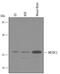 LDLR chaperone MESD antibody, AF4545, R&D Systems, Western Blot image 