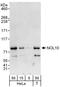 Nucleolar Protein 10 antibody, A302-799A, Bethyl Labs, Western Blot image 