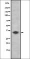 Olfactory Receptor Family 1 Subfamily L Member 8 antibody, orb336427, Biorbyt, Western Blot image 