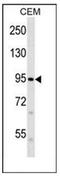 Protein FAM38B antibody, AP51574PU-N, Origene, Western Blot image 