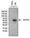 GATA Binding Protein 3 antibody, AHP2403, Bio-Rad (formerly AbD Serotec) , Western Blot image 