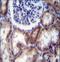 Hyaluronidase-2 antibody, LS-C165094, Lifespan Biosciences, Immunohistochemistry paraffin image 