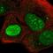 Nucleolus And Neural Progenitor Protein antibody, PA5-67059, Invitrogen Antibodies, Immunofluorescence image 